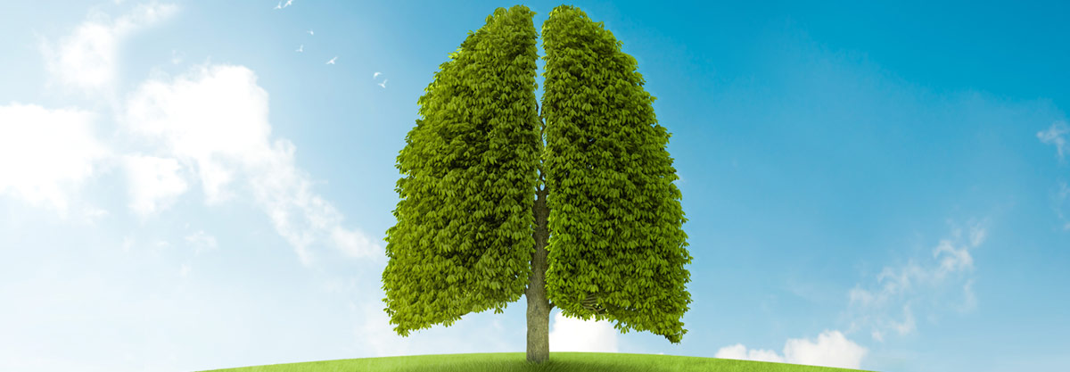 tree shaped like lungs
